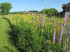 prairie flowers; IAT, WI